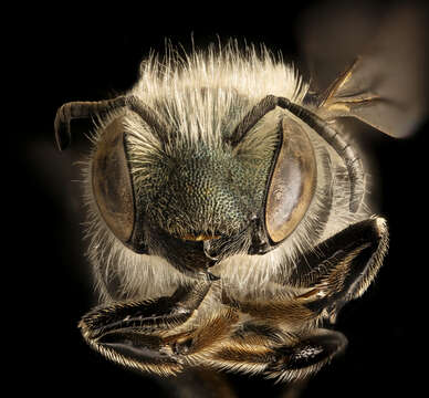 صورة Osmia pumila Cresson 1864