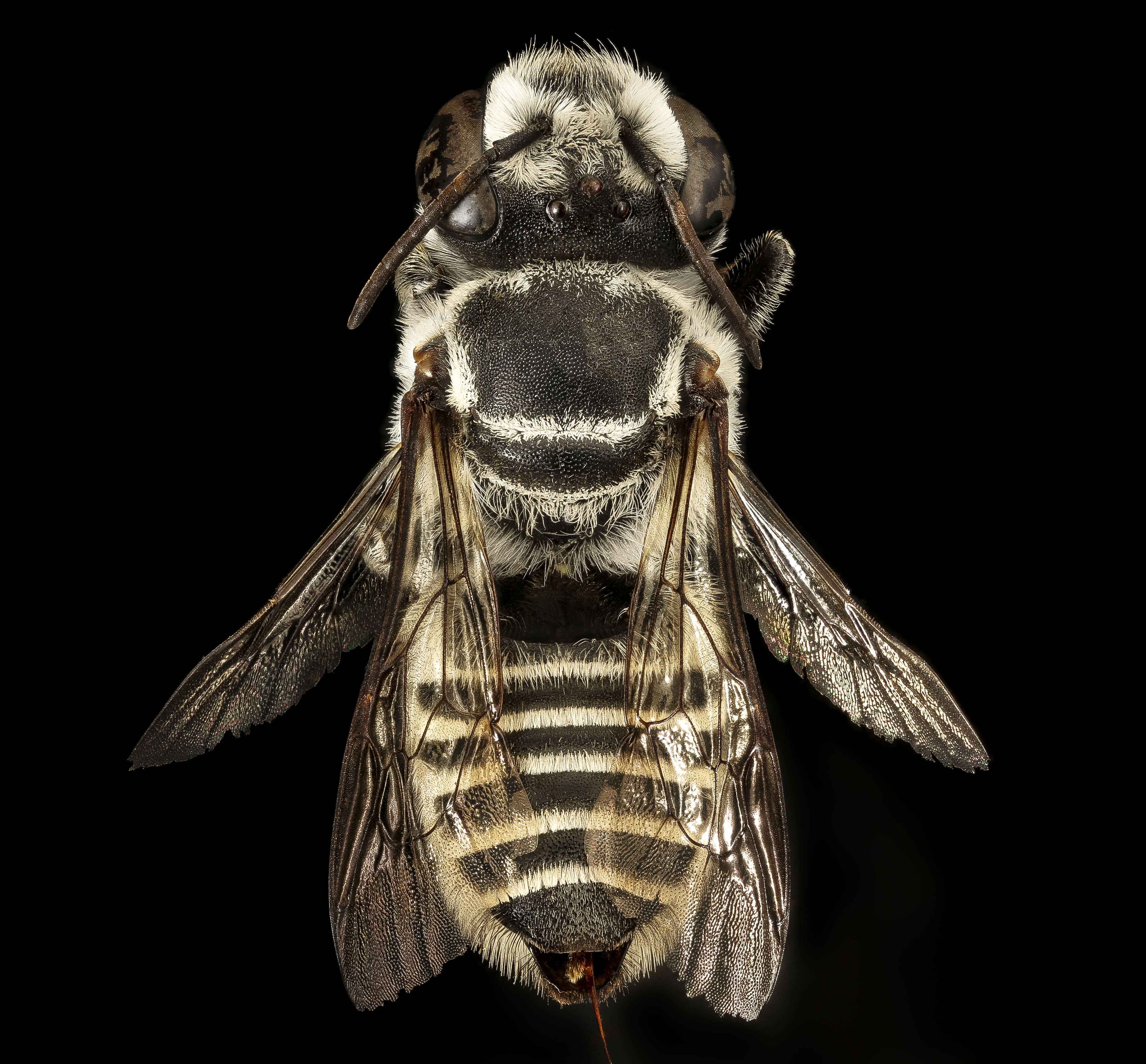 Image of Megachile coquilletti Cockerell 1915