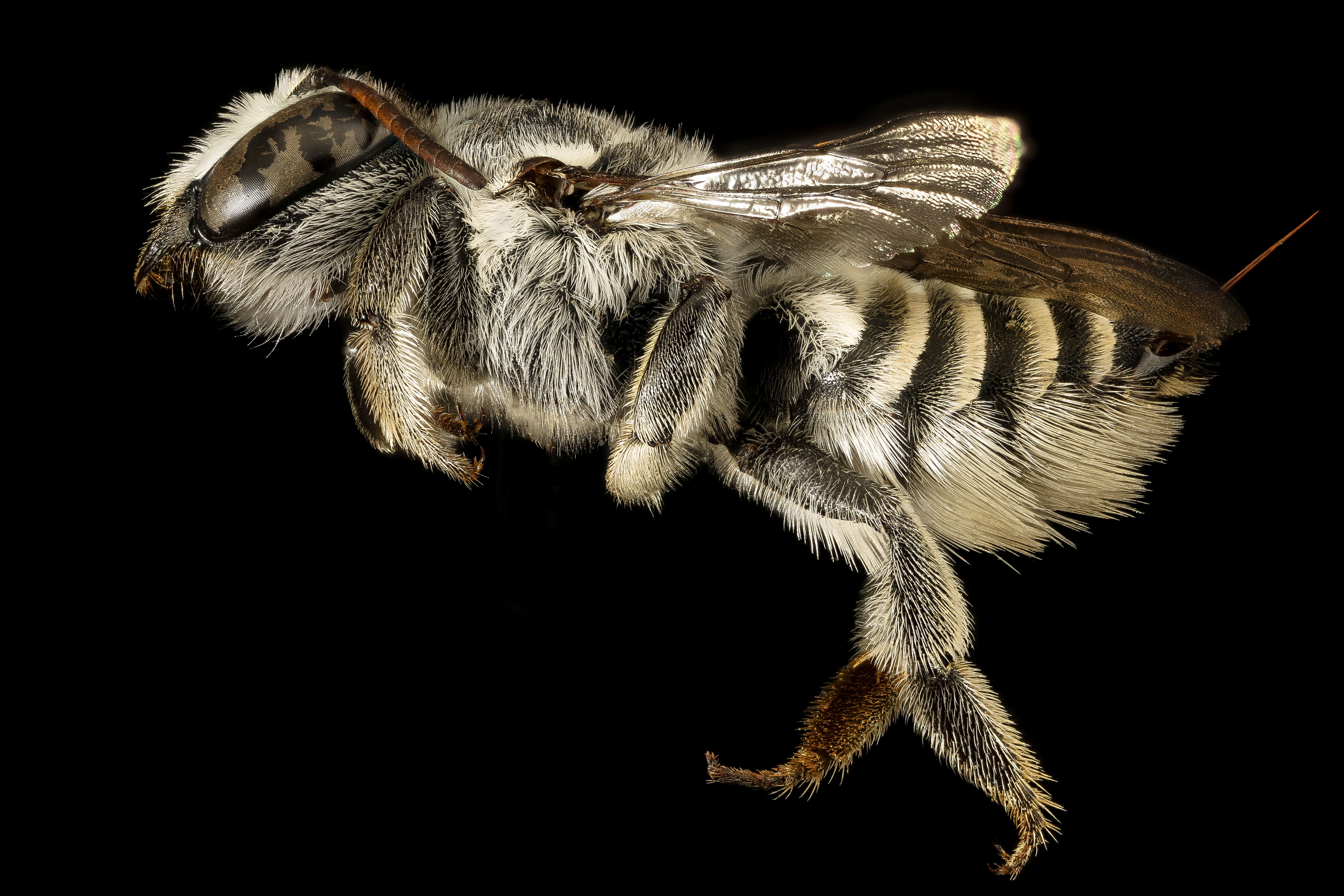 Image of Megachile coquilletti Cockerell 1915