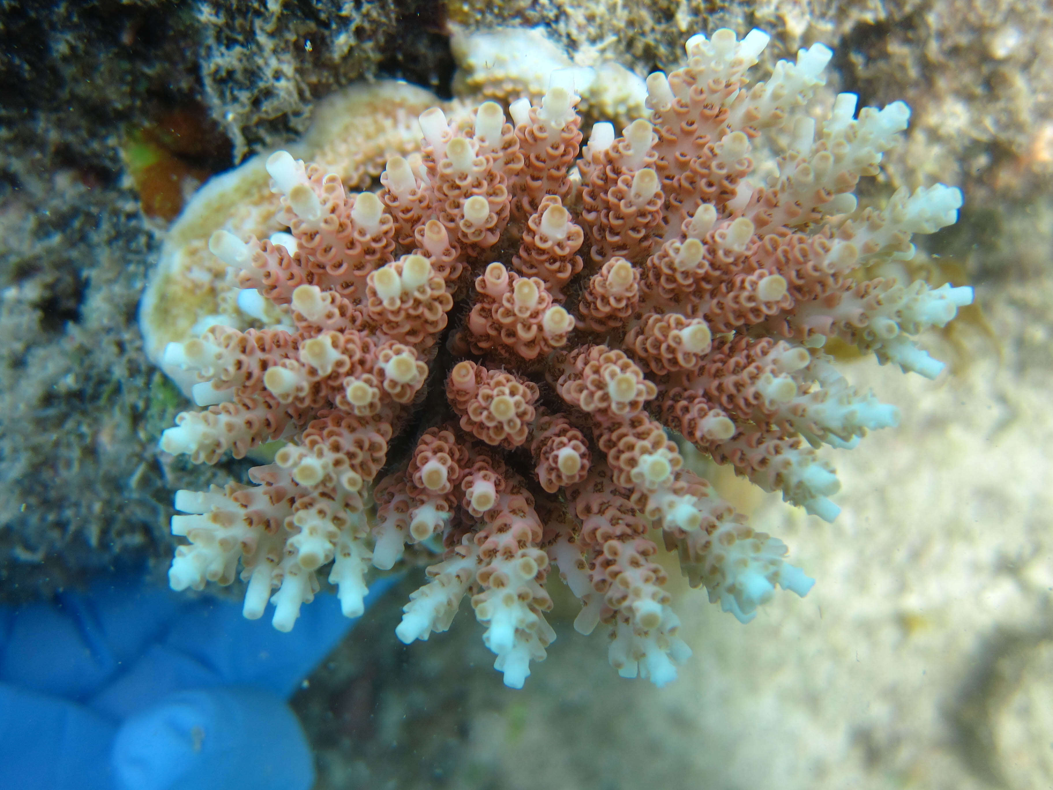 Image of Brush Coral