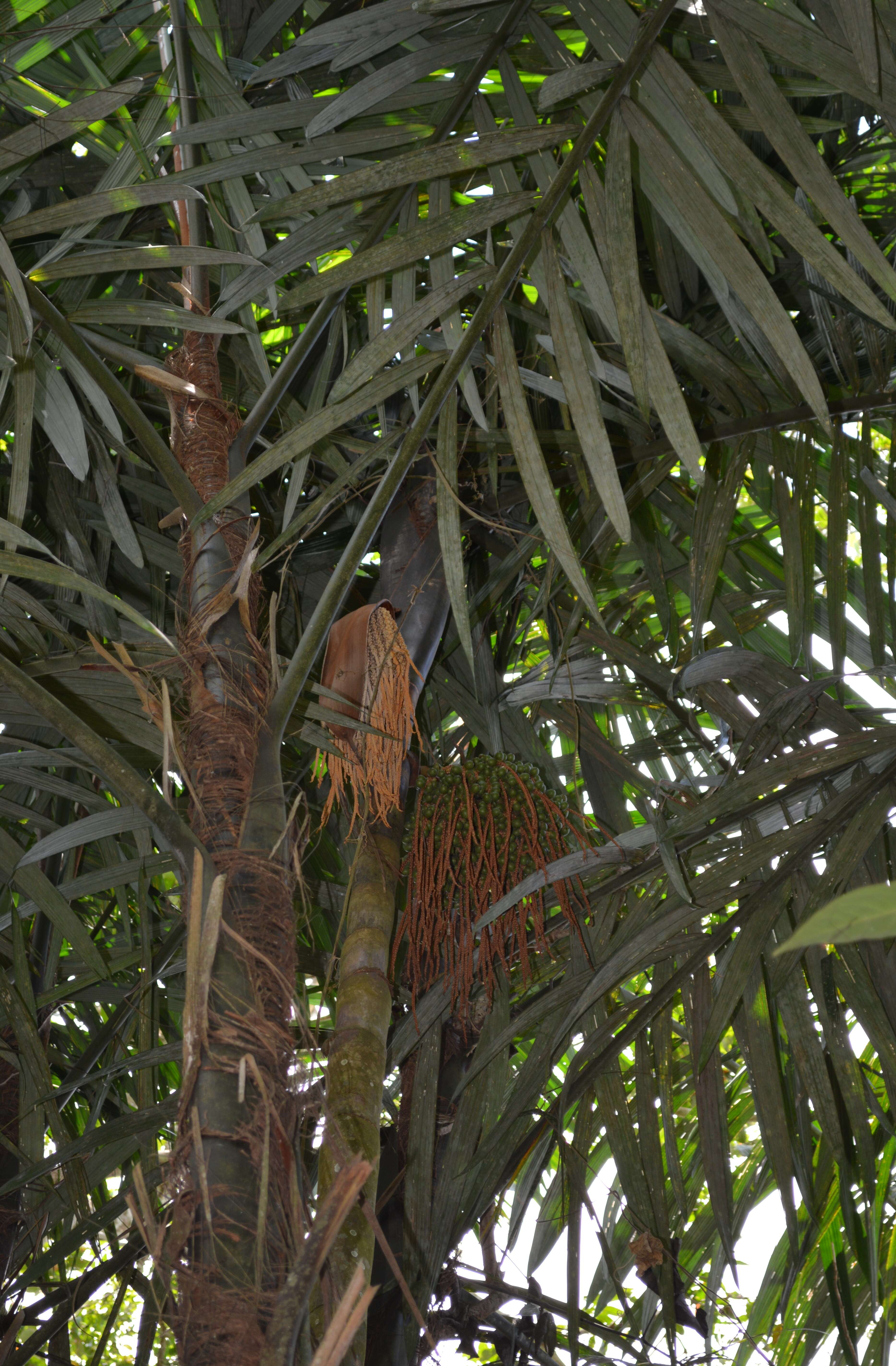 Image de Oenocarpus bacaba Mart.