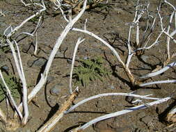 Image of Adenocarpus viscosus (Willd.) Webb & Berthel.