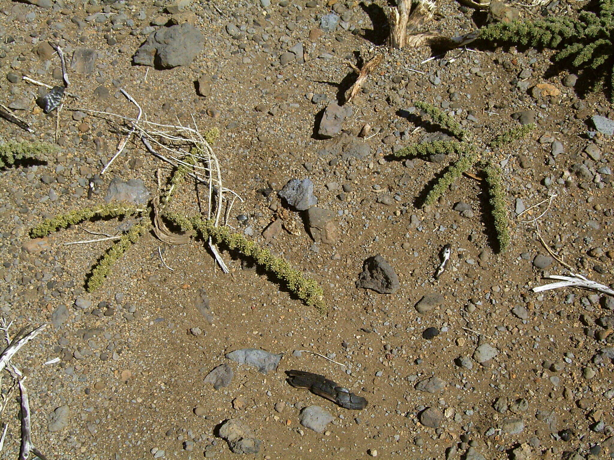 Слика од Adenocarpus viscosus (Willd.) Webb & Berthel.