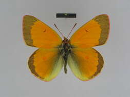 Image de Colias viluiensis Ménétriès 1859