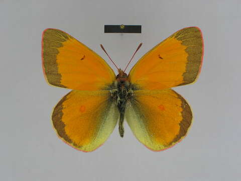 Image of Colias viluiensis Ménétriès 1859