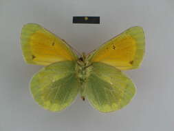 Image of Colias lada Grum-Grshimailo 1891