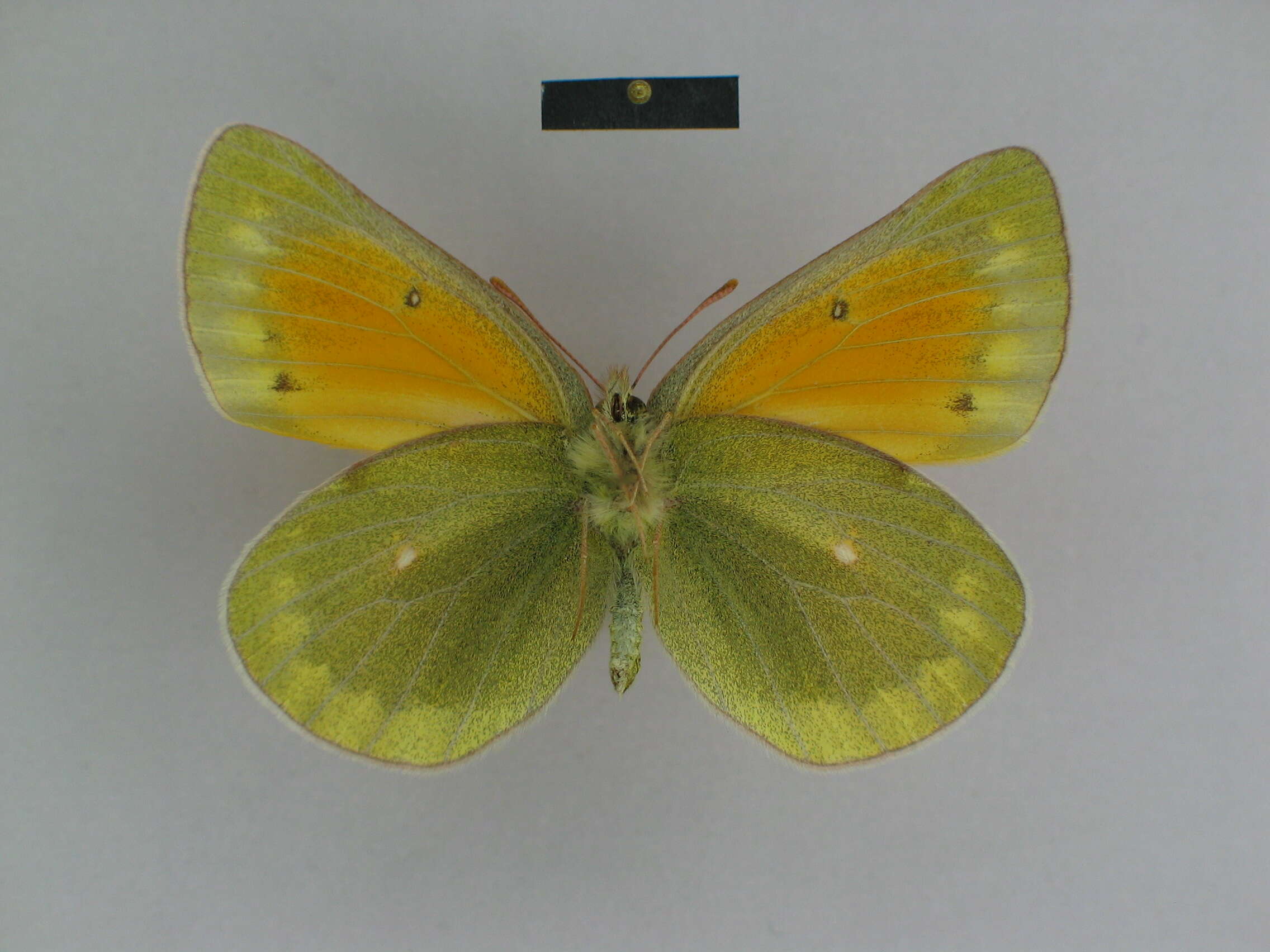 Colias lada Grum-Grshimailo 1891 resmi