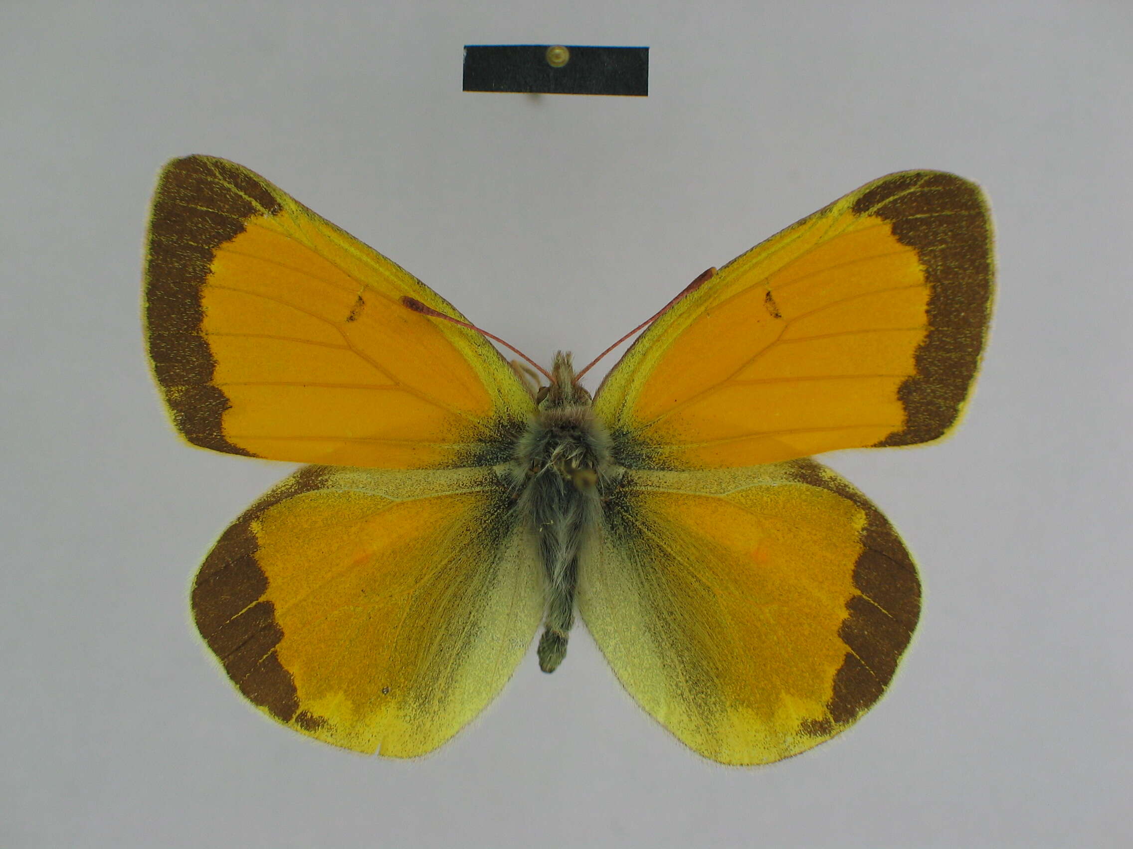 Image of Colias lada Grum-Grshimailo 1891