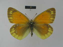 Image of Colias lada Grum-Grshimailo 1891