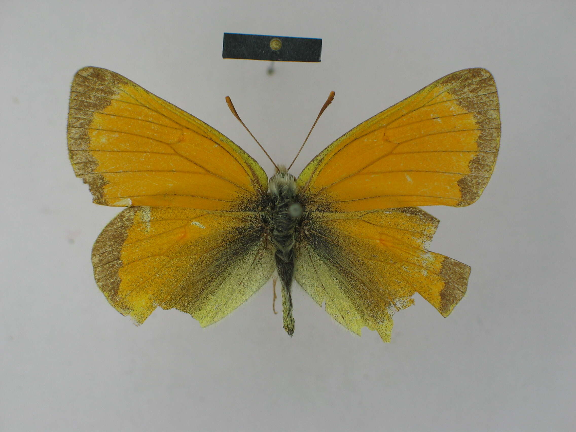 Colias lada Grum-Grshimailo 1891 resmi