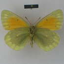 Image of Colias lada Grum-Grshimailo 1891