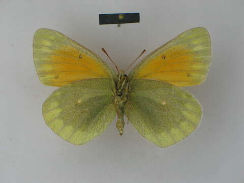 Image of Colias lada Grum-Grshimailo 1891