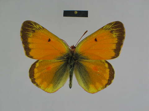 Colias felderi Grum-Grshimailo 1891的圖片