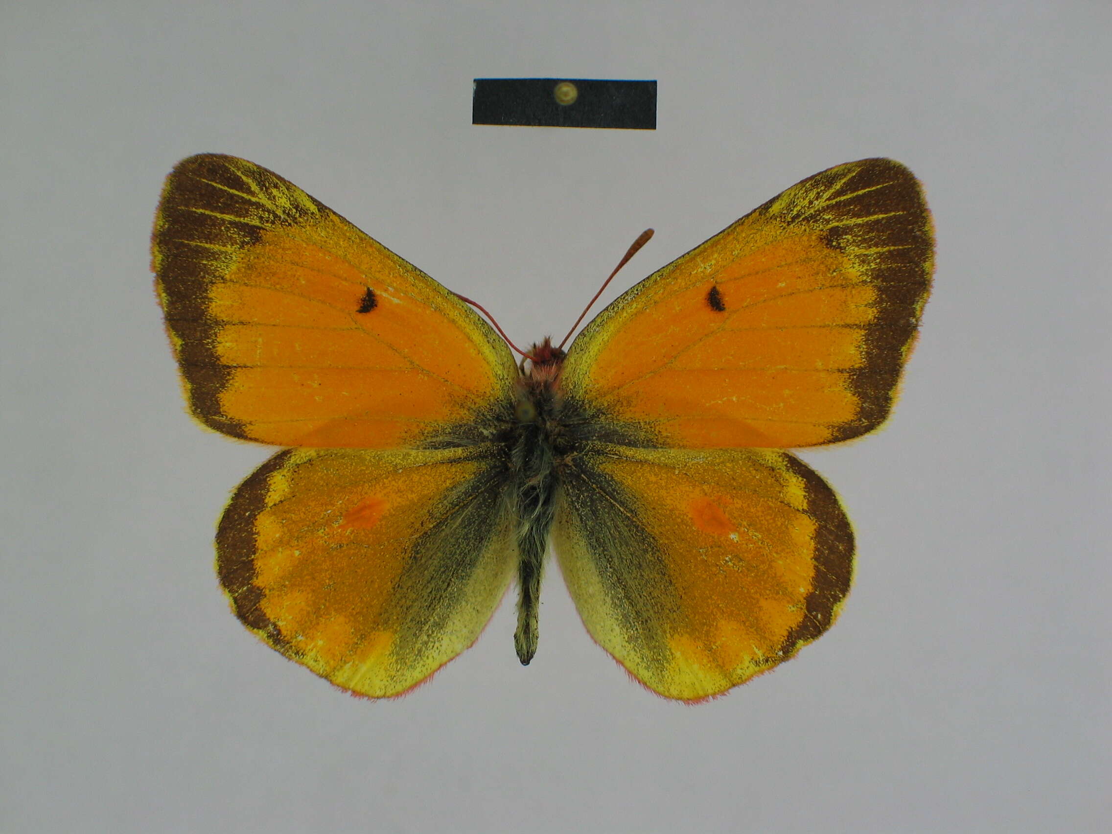 Colias felderi Grum-Grshimailo 1891的圖片