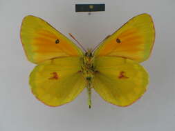 Colias felderi Grum-Grshimailo 1891的圖片