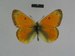 Colias felderi Grum-Grshimailo 1891的圖片