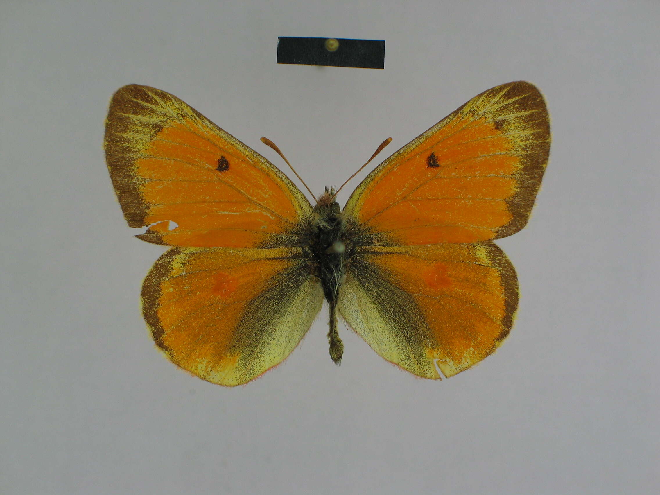 Colias felderi Grum-Grshimailo 1891的圖片