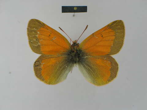 Image of Colias leechi Grum-Grshimailo 1893