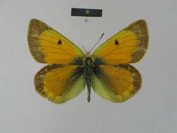 Imagem de Colias dubia Elwes 1907