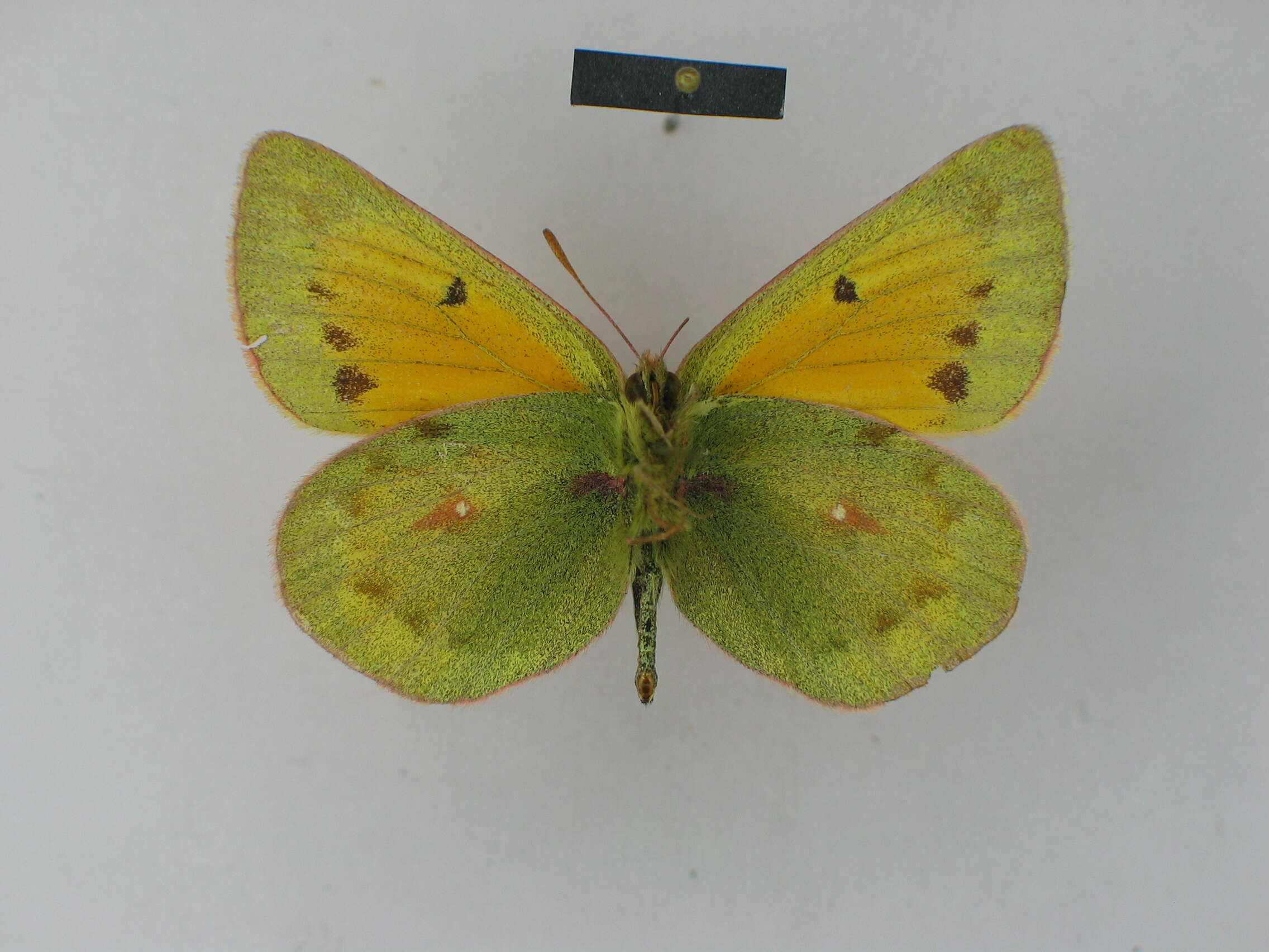 Imagem de Colias dubia Elwes 1907