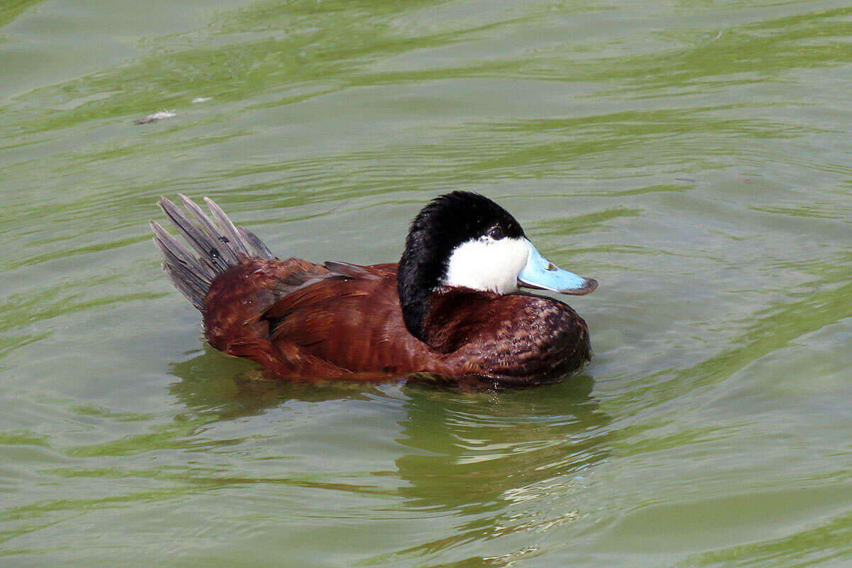 Image of Oxyura Bonaparte 1828