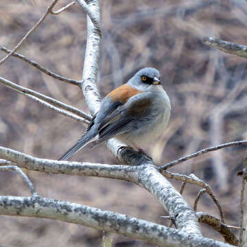 Image of Yellow-eyed Junco