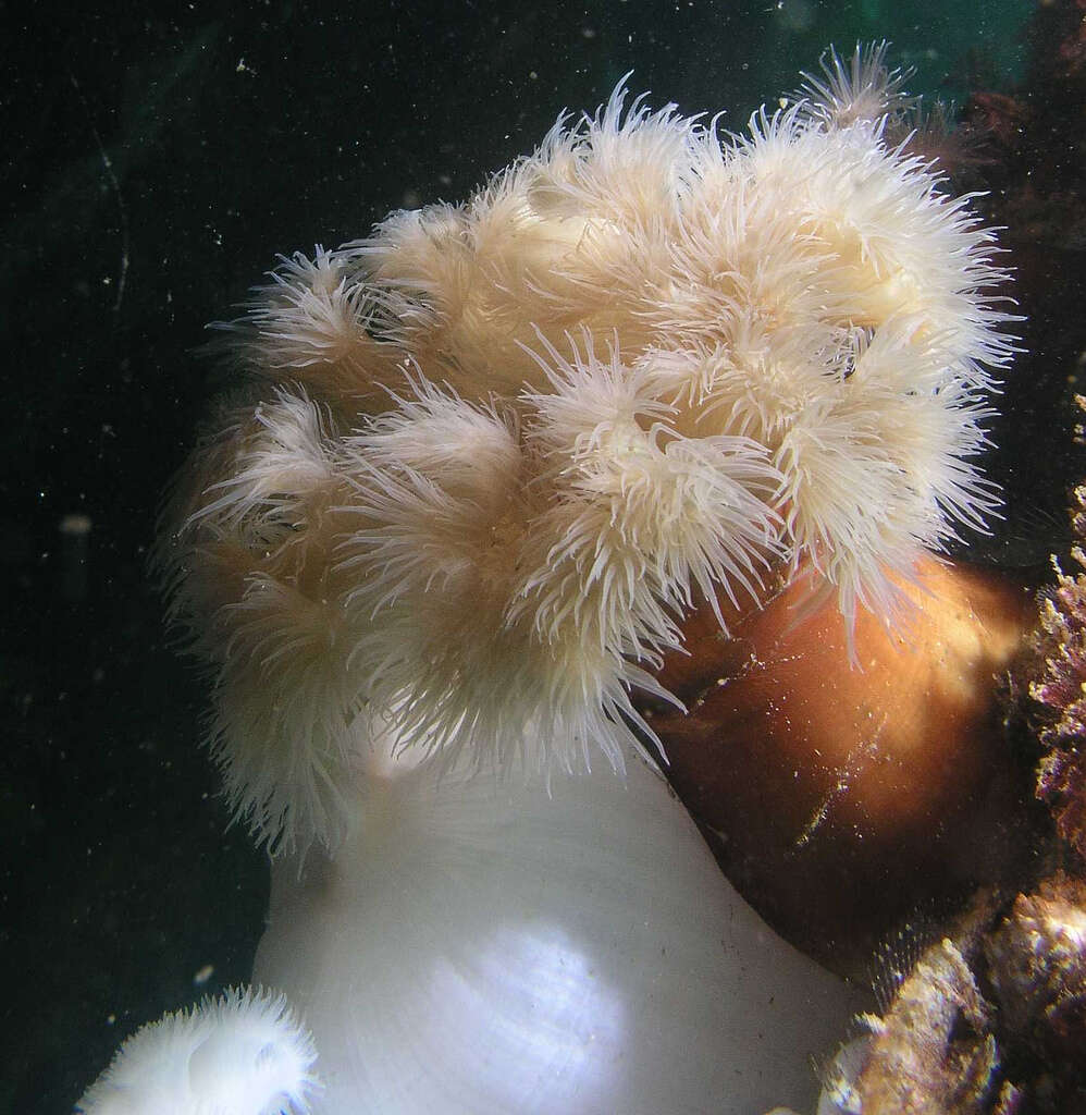 Image of brown sea anemone