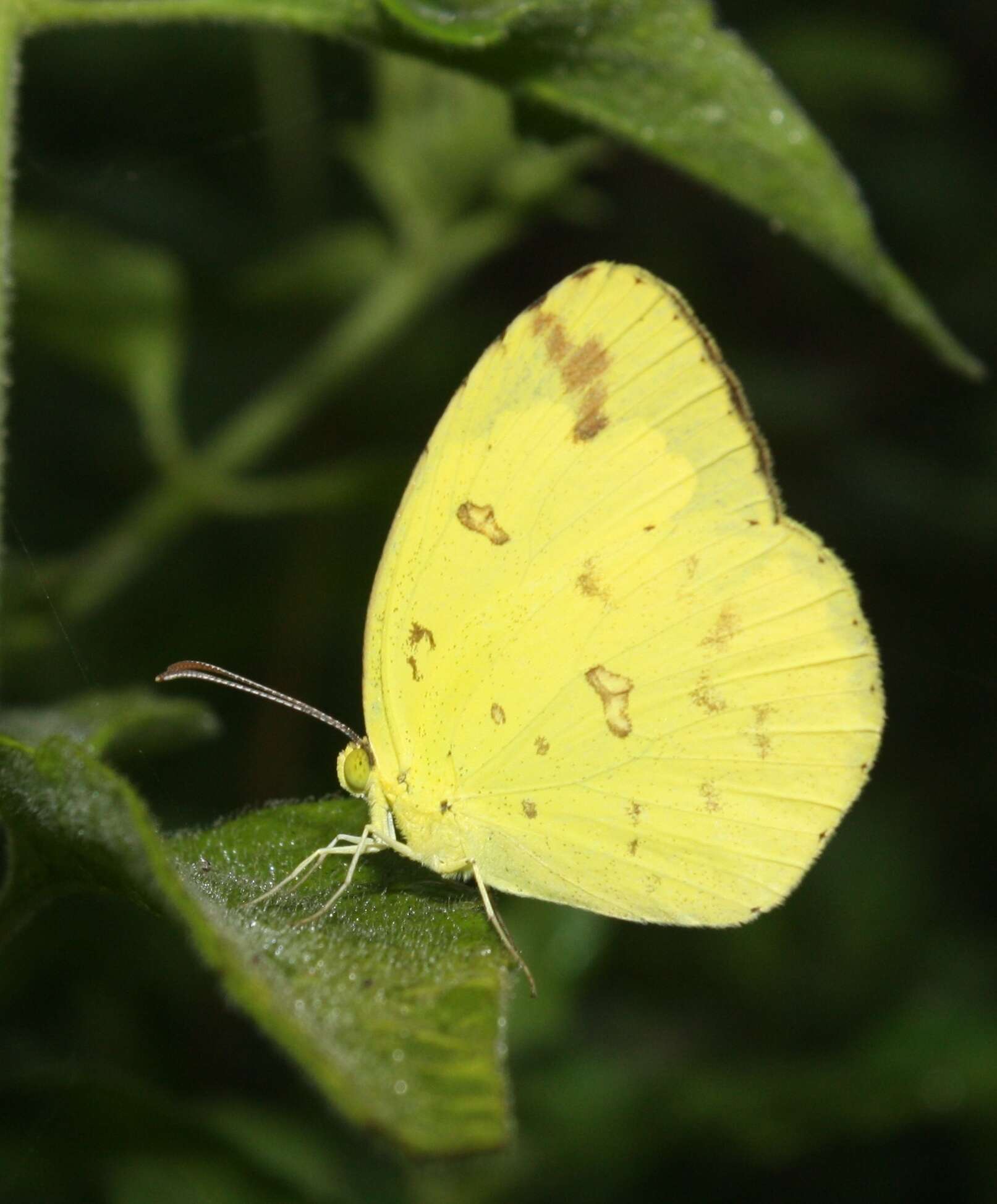 Image de Eurema hecabe (Linnaeus 1758)