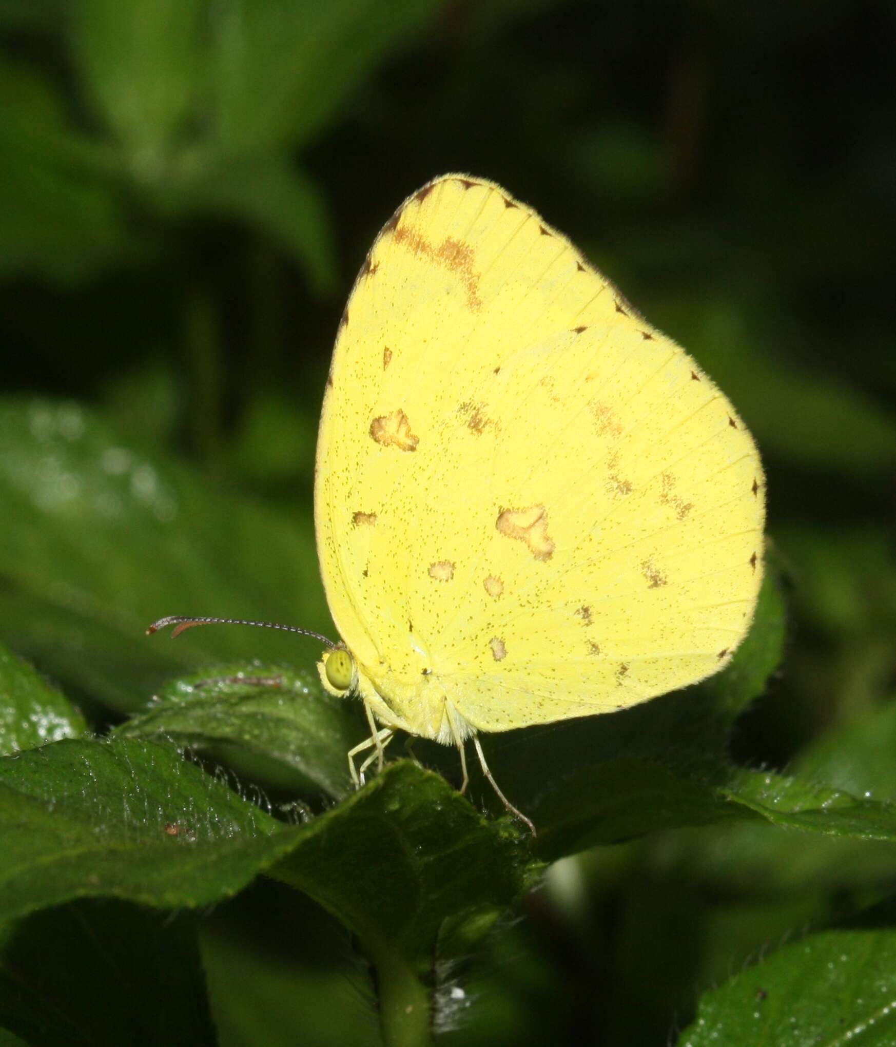 Слика од Eurema hecabe (Linnaeus 1758)