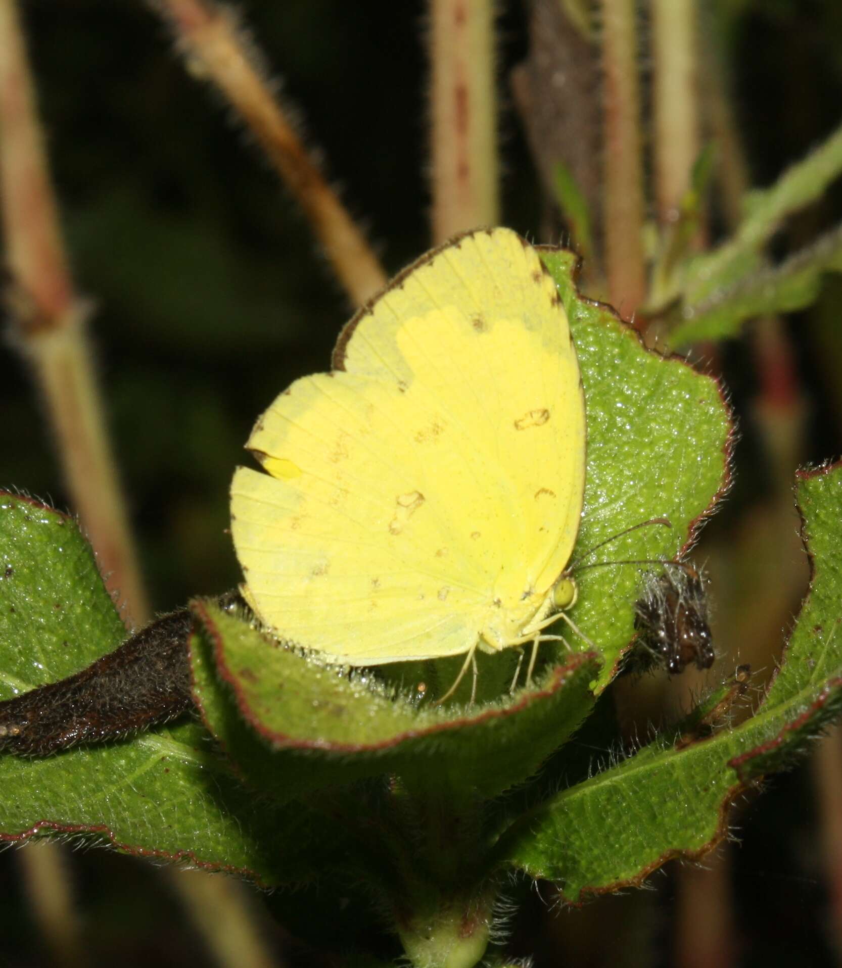 Слика од Eurema hecabe (Linnaeus 1758)