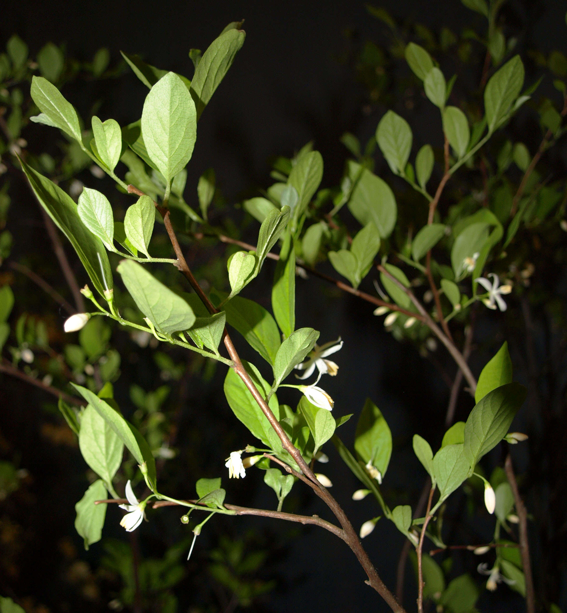 Image of American snowbell