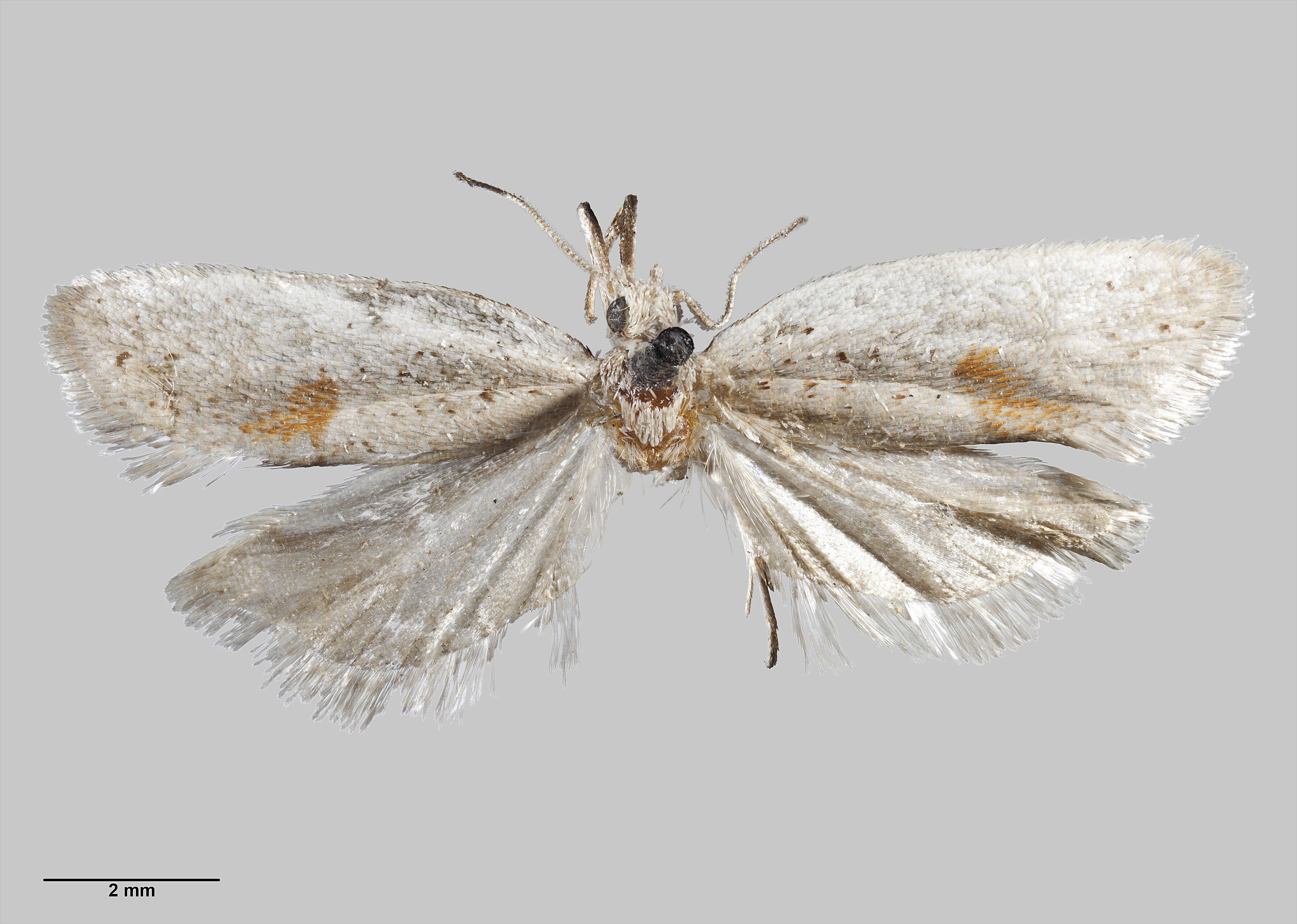 Image of Corokia leafroller moth