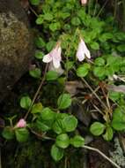 Image of Twinflower