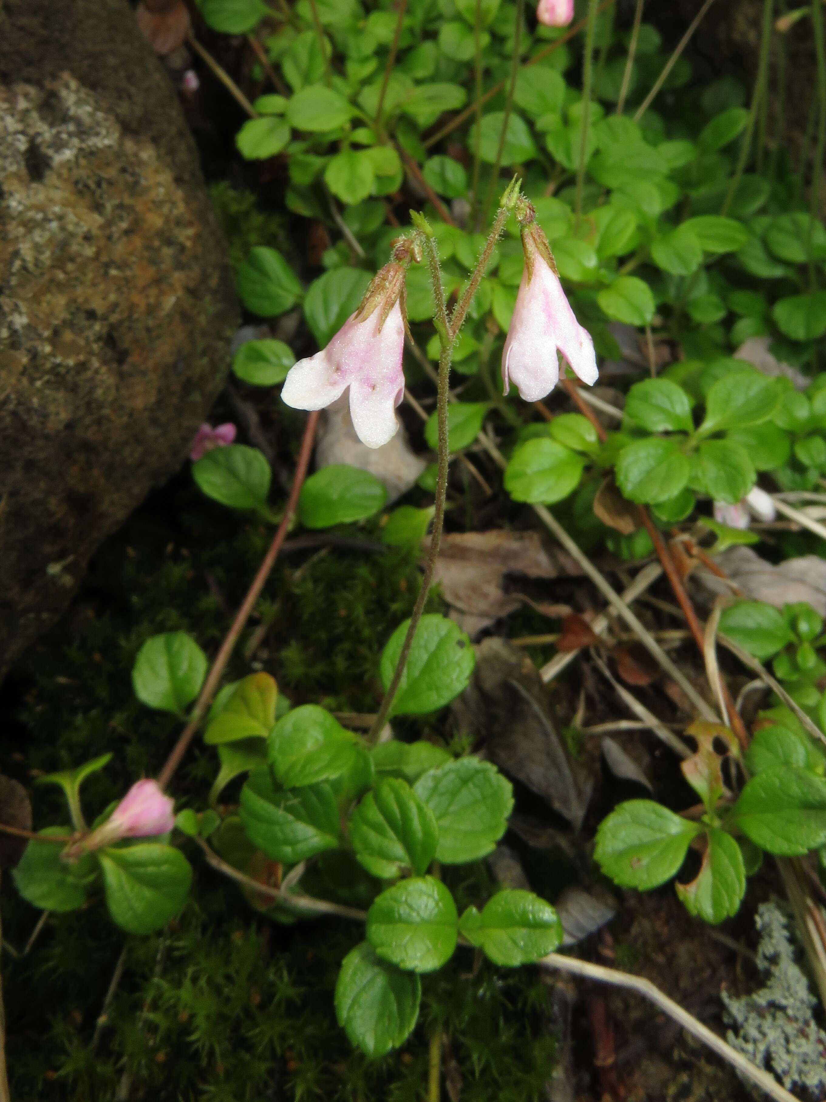 Image of Twinflower