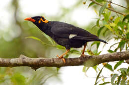 Image of Southern Hill Myna