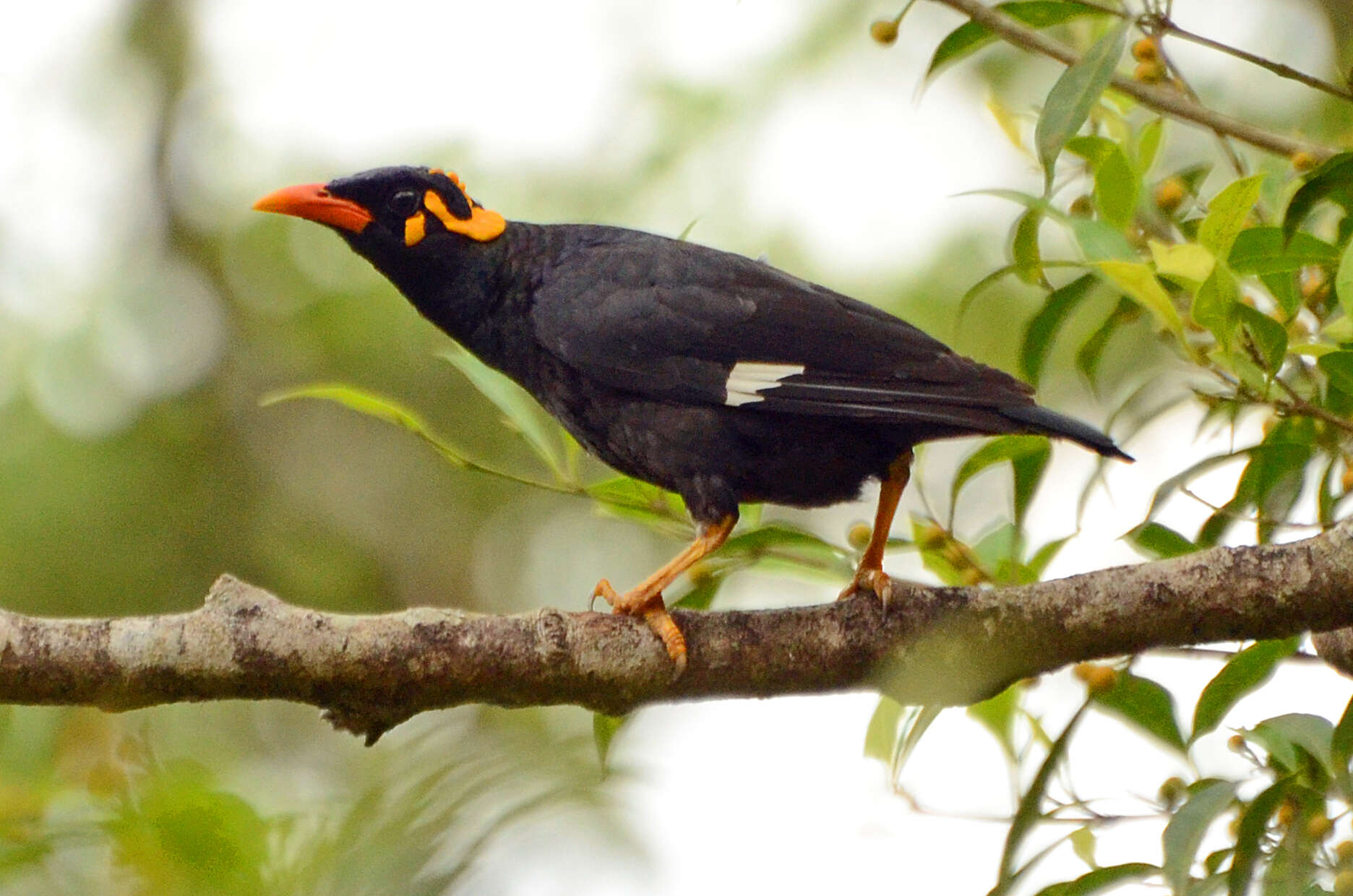 Image of Southern Hill Myna