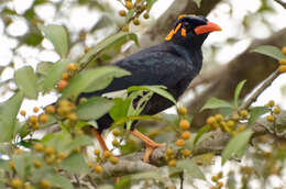 Image of Southern Hill Myna