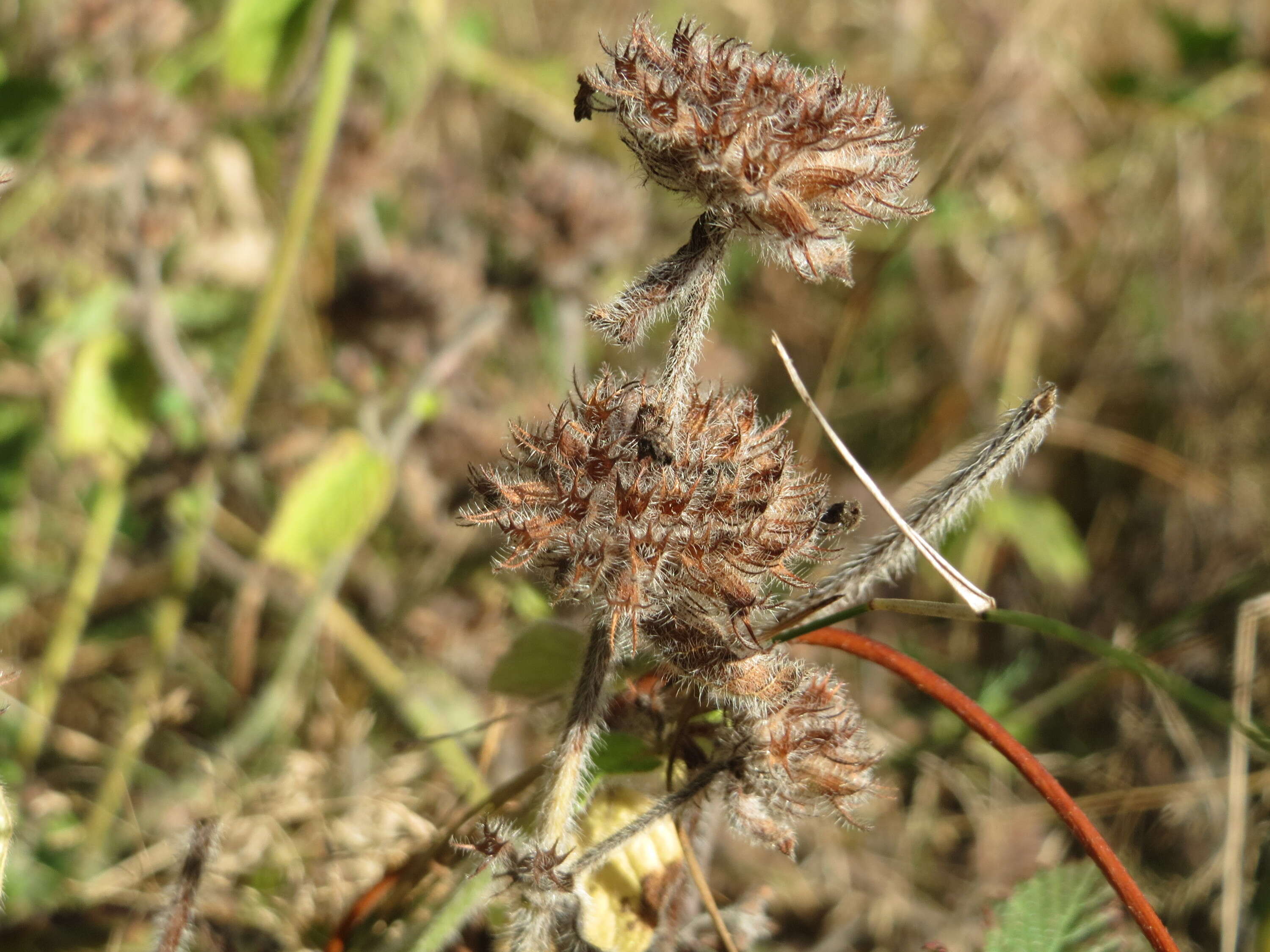 Image of wild basil