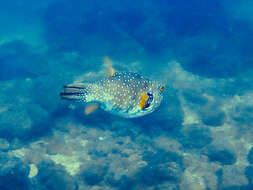 Image of Broadbarred Toadfish