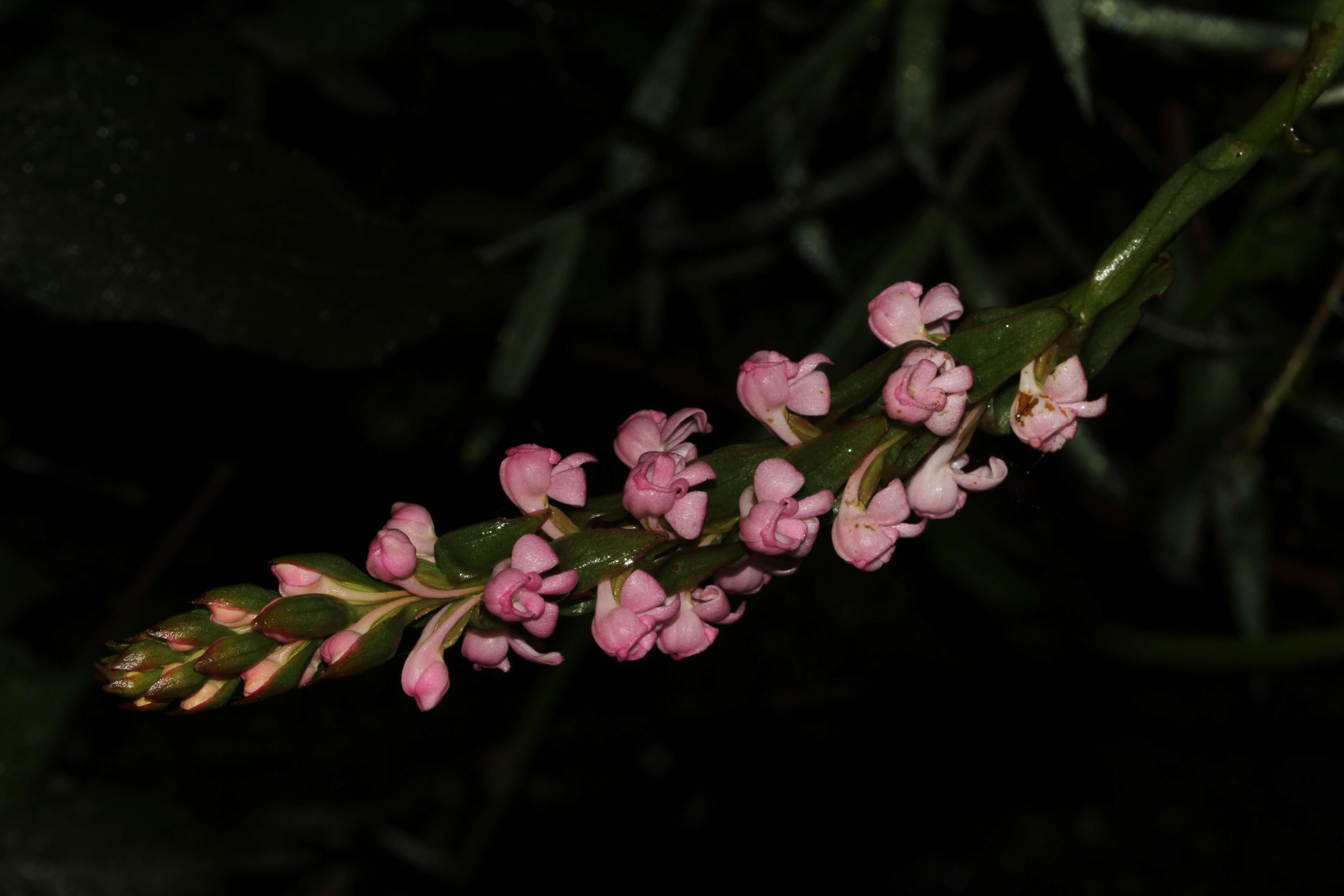 Image of Satyrium nepalense D. Don