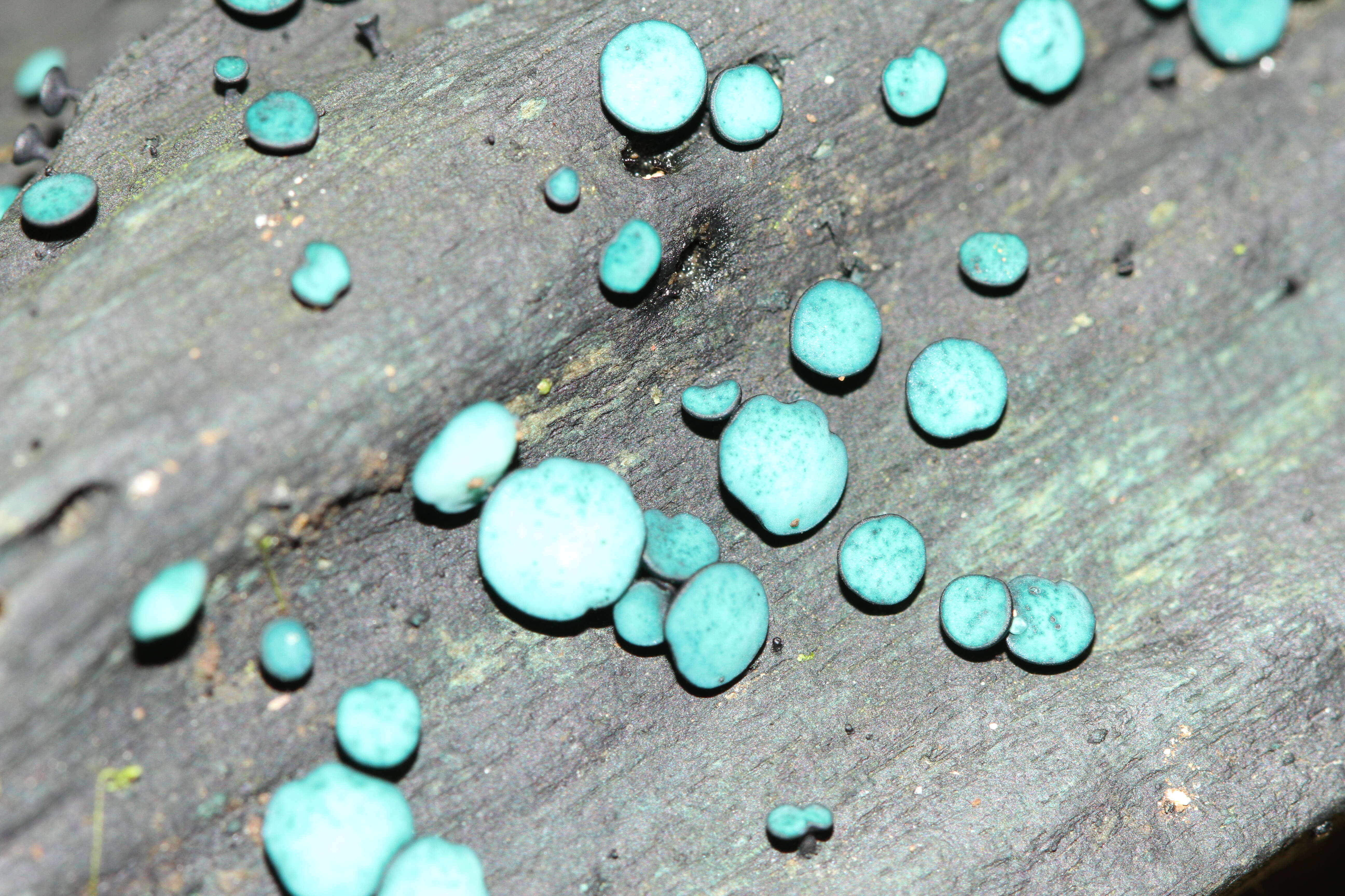 Image of Chlorociboria