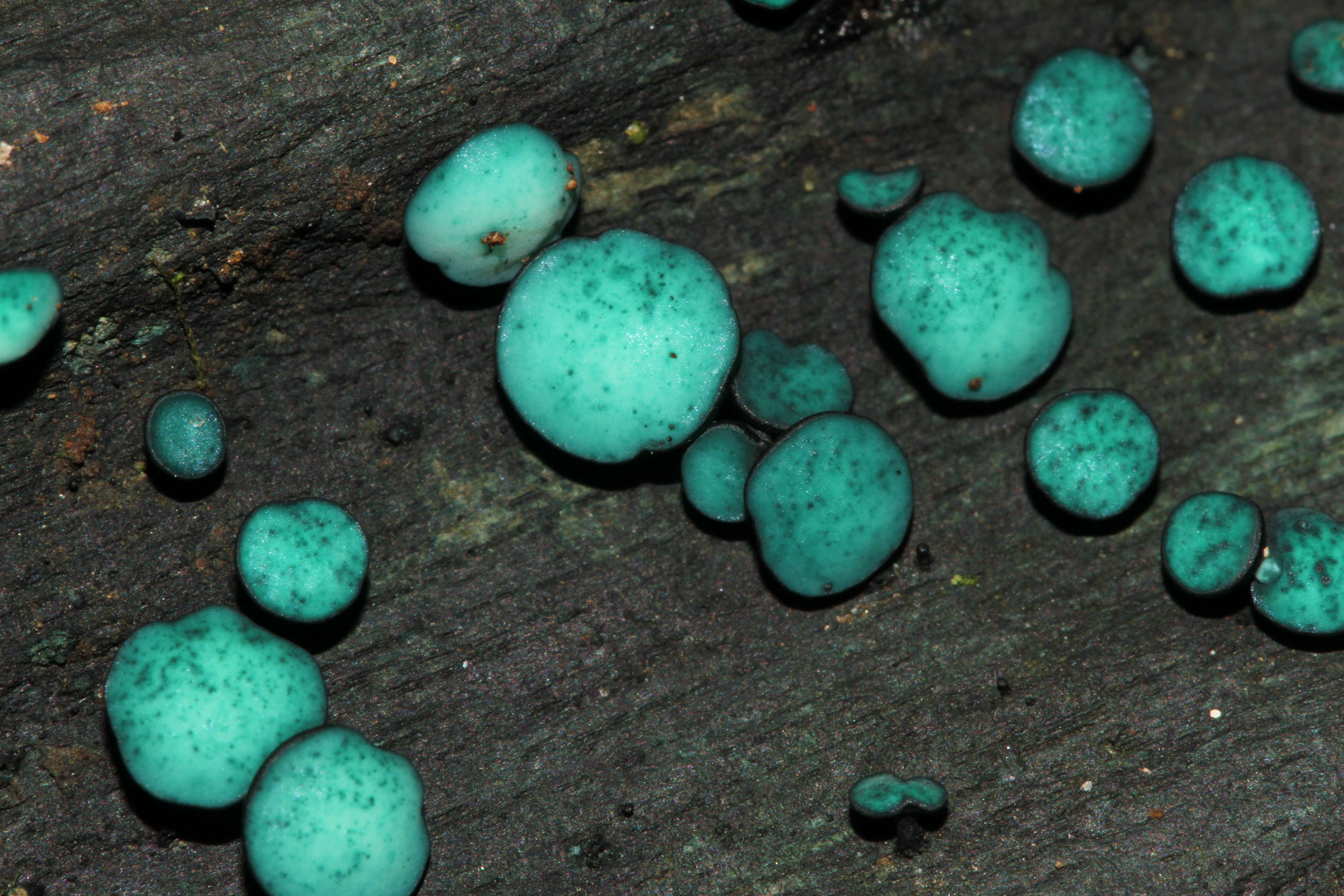 Image of Chlorociboria