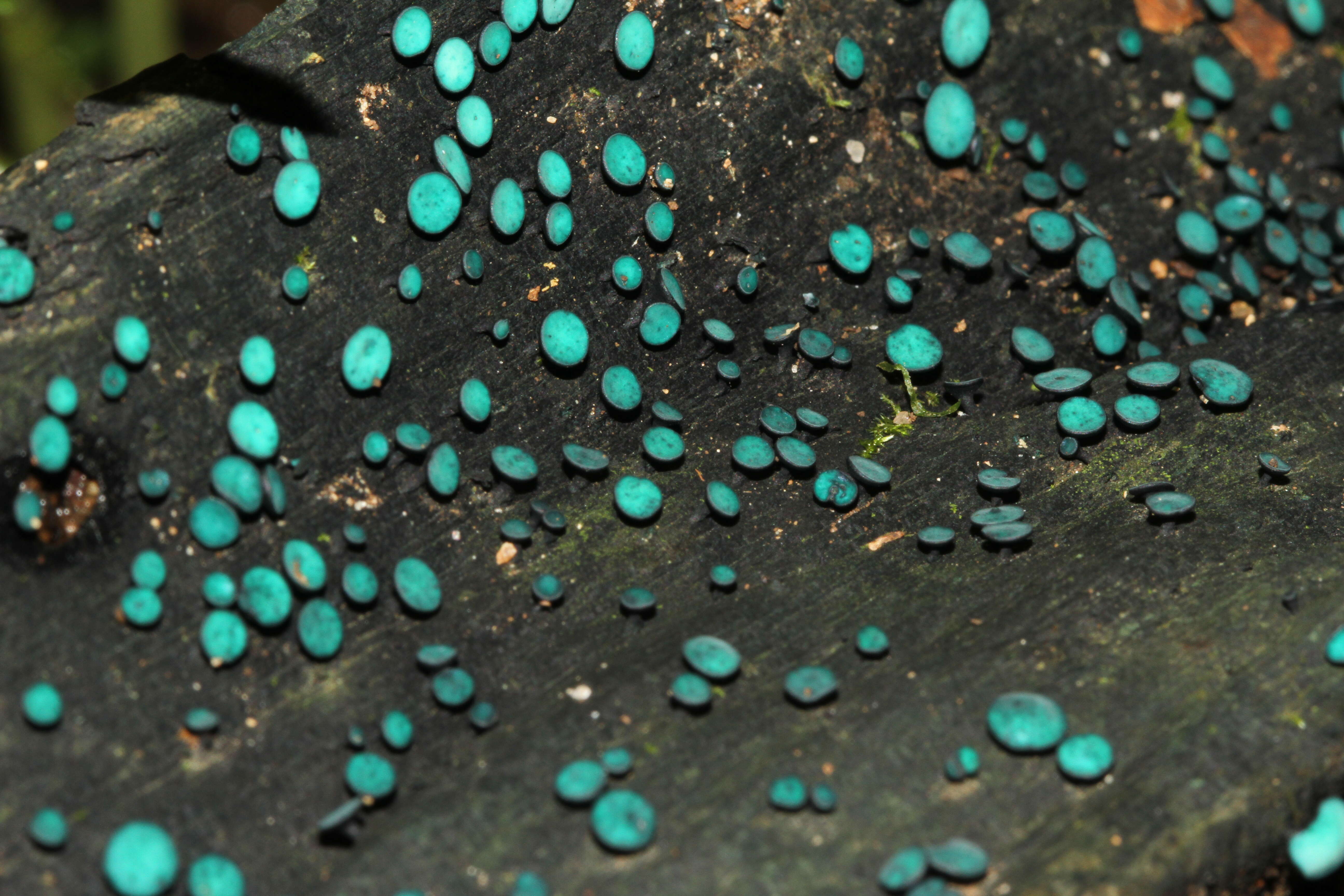 Image of Chlorociboria