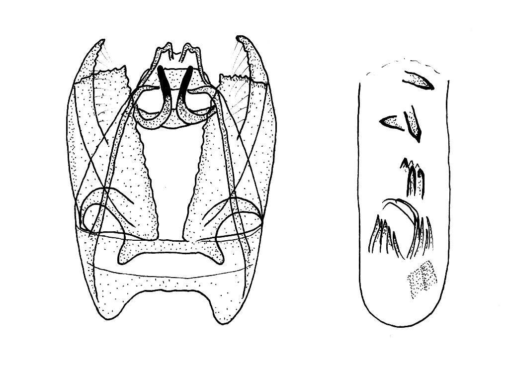 Image of Stigmella assimilella (Zeller 1848) Fletcher et al. 1945