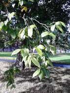 Sivun Ulmus davidiana var. japonica (Rehd.) Nakai kuva