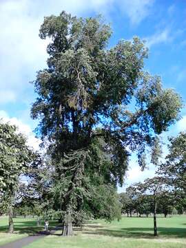 Image of Japanese elm