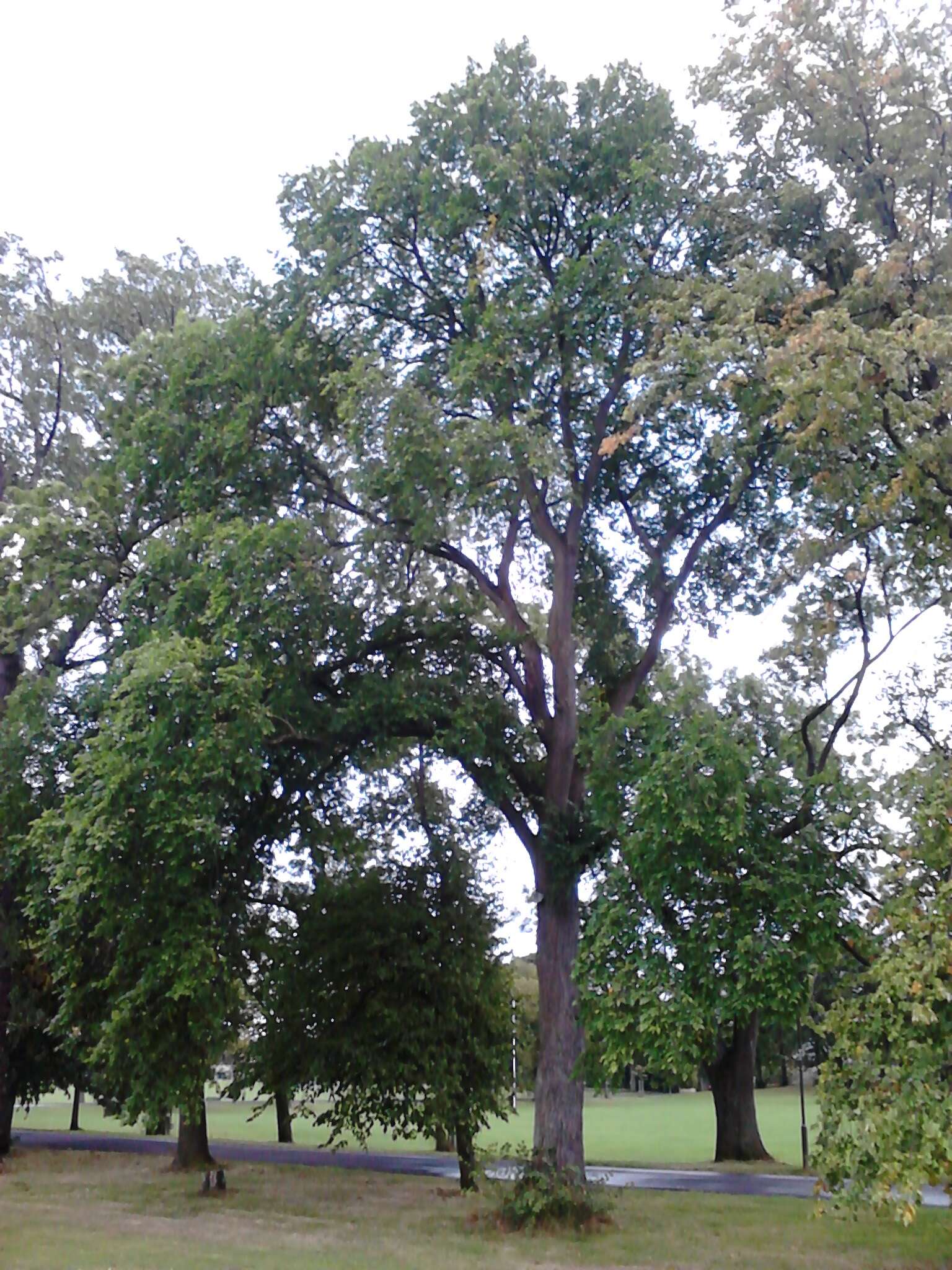 Sivun Ulmus davidiana var. japonica (Rehd.) Nakai kuva