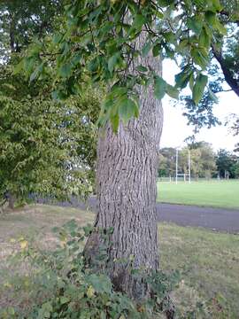 Sivun Ulmus davidiana var. japonica (Rehd.) Nakai kuva