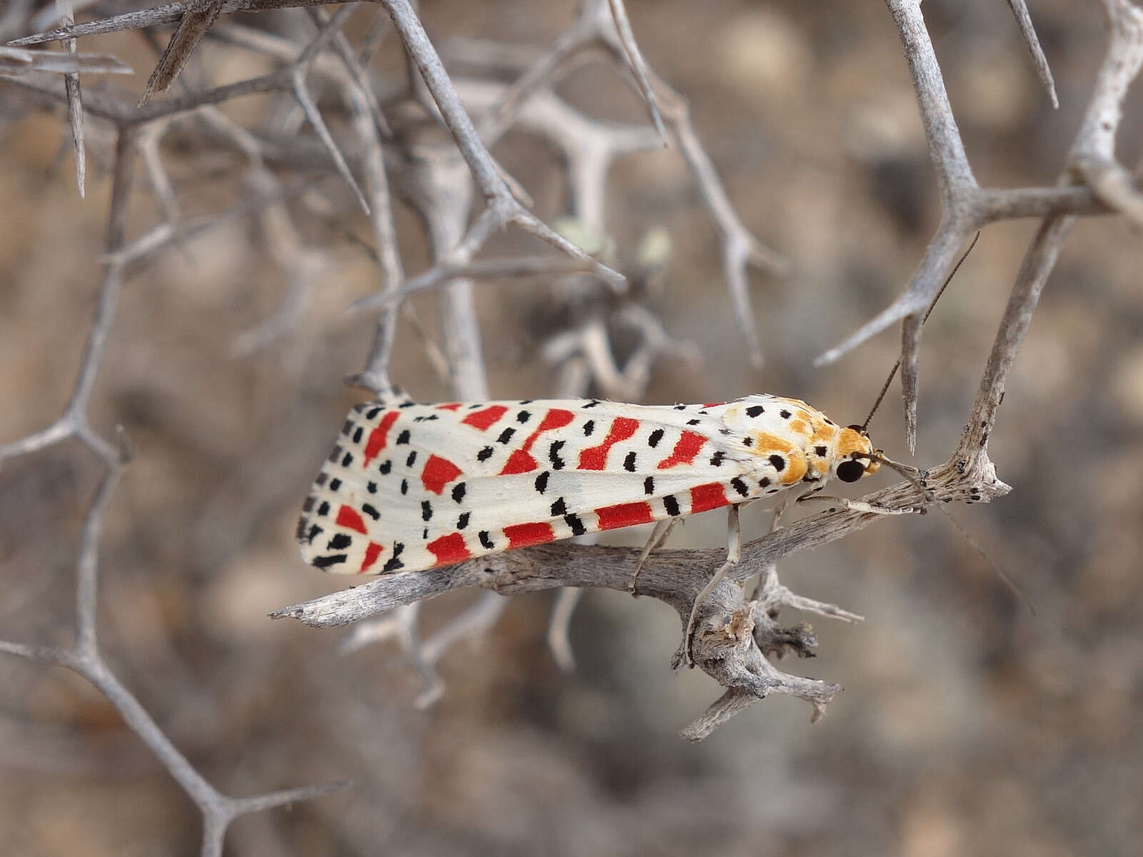 Image of crimson speckled