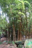 Image of running giant bamboo